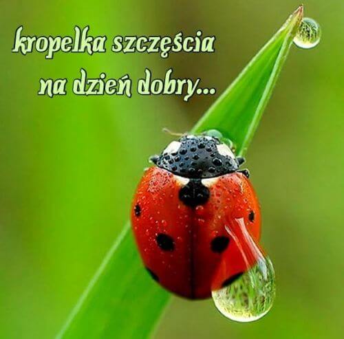 http://e-kartki.net.pl/kartki/72/6/d/szczescia-na-dzien-dobry.jpg