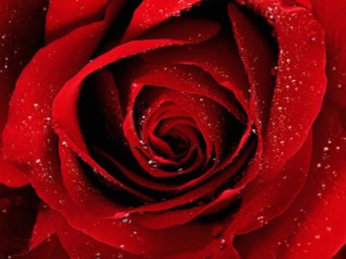 Zbli�enie na czerwon� r�� pokryt� kroplami rosy w bliskim planie