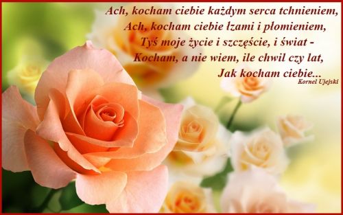 Bukiet pastelowych r� na tle rozmytego pejza�u z mi�osnym wierszem Kornela Ujejskiego