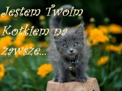 Mały szary kotek stoi na doniczce wśród żółtych kwiatów, z napisem Jestem Twoim Kotkiem na zawsze