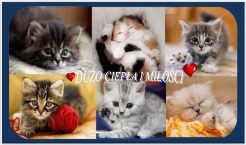 Sze�� ma�ych uroczych koci�t, czerwone serduszka oraz napis DU�O CIEP�A I MI�O�CI