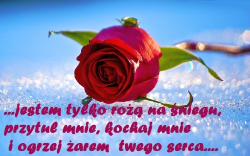 Czerwona róża leżąca na śniegu z napisem jestem tylko różą na śniegu