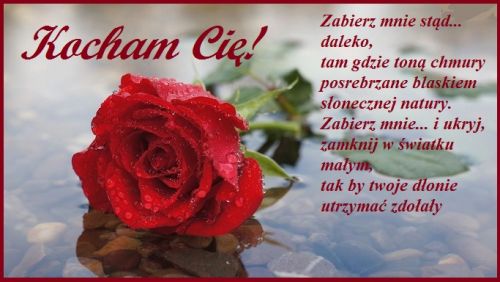 Czerwona r�a z kroplami wody na kamieniach w wodzie i napisy Kocham Ci�