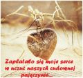 Zaplątało się moje serce i kocham...