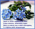 Napisz mi mi�o�ci najpi�kniejsze s�owo...