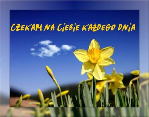��te �onkile na tle b��kitnego nieba z napisem Czekam na Ciebie ka�dego dnia