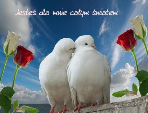 Dwa bia�e go��bie tul� si� na tle nieba, otoczone czerwonymi i bia�ymi r�ami