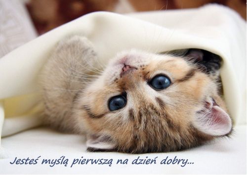 Ma�y, puszysty kotek le�y na plecach pod bia�ym kocykiem, z napisem Jeste� my�l� pierwsz� na dzie� dobry