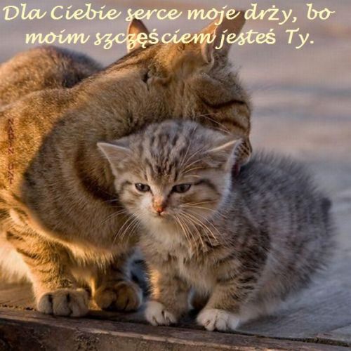 Dwa ma�e, pr�gowane kotki przytulaj� si� czule, a nad nimi widnieje napis o mi�o�ci