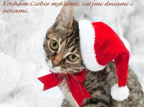 Kot w czapce Mikołaja i czerwonej kokardce z napisem Kocham Ciebie myślami, całymi dniami i nocami