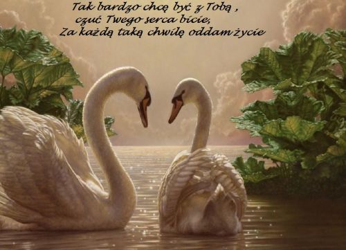 Dwa białe łabędzie na wodzie wśród zielonych liści i romantyczny napis z wierszem