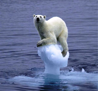 Bia�y nied�wied� stoi na ma�ej krze lodowej po�r�d oceanu