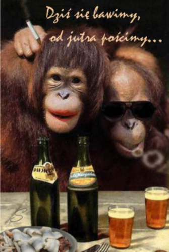 Dwa orangutany z papierosem, butelkami piwa i przek�sk� oraz napis Dzi� si� bawimy, od jutra po�cimy