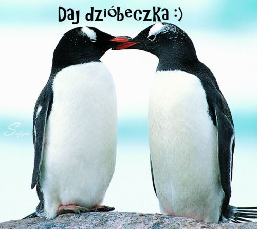 Dwa ca�uj�ce si� pingwiny z napisem Daj dzi�beczka nad nimi