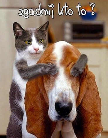 Szary kot zas�ania �apkami oczy psu rasy basset hound z napisem zgadnij kto to