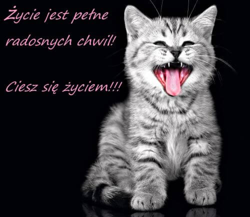 Szary kot szeroko ziewa na czarnym tle z r�owym napisem o rado�ci �ycia