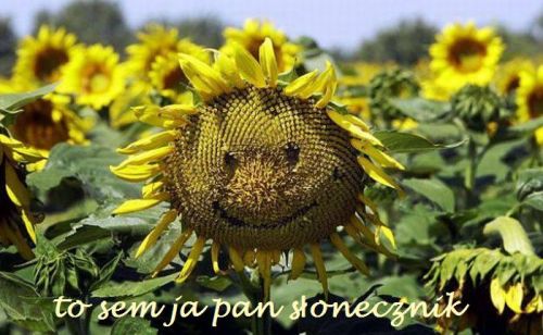 S�onecznik z u�miechni�t� twarz� na tle pola pe�nego ��tych kwiat�w i napis pan s�onecznik