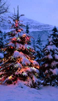 Kartka Choinka bo�onarodzeniowa