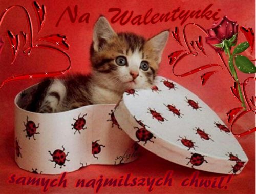 Ma�y kotek w pude�ku w kszta�cie serca z Biedronkami, czerwona r�a i napisy