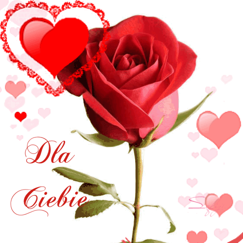 Czerwona r�a z li��mi, ozdobne serca i napis Dla Ciebie na bia�ym tle