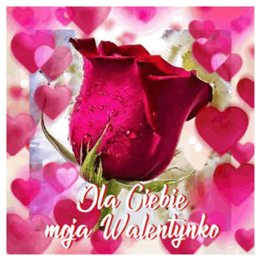 P�k czerwonej r�y z kropelkami wody otoczony r�owymi sercami i napisem Dla Ciebie moja Walentynko