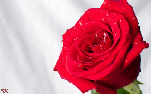 Pi�kna czerwona r�a pokryta kroplami rosy na jasnym tle