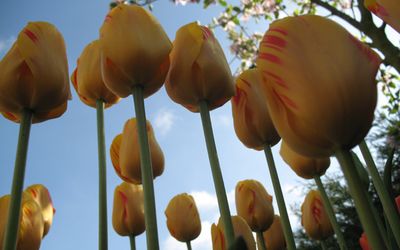 ��to-czerwone tulipany na �odygach widziane od do�u na tle nieba z chmurami