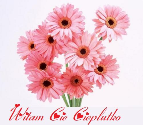 Buket r�owych gerber na bia�ym tle z czerwonym napisem Witam Cie Cieplutko
