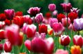 Tulipanki