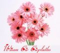 witam Ci�