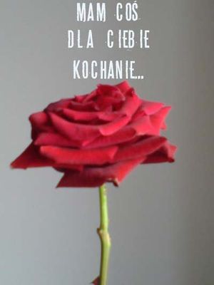 Czerwona róża na jasnym tle z napisem Mam coś dla ciebie kochanie