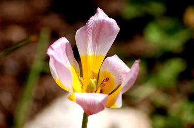 Rozwini�ty kwiat tulipana o bia�o-r�owych p�atkach z ��tym wn�trzem na zielonej �odyze w ogrodzie