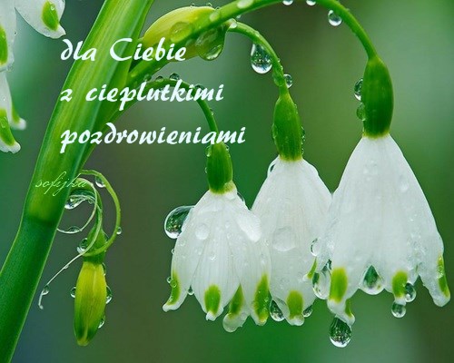 Białe kwiaty śnieżyczki pokryte kroplami rosy z napisem Dla Ciebie z cieplutkimi pozdrowieniami
