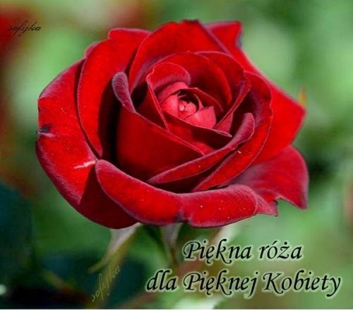 Duża, czerwona róża z napisem Piękna róża dla Pięknej Kobiety na rozmytym tle