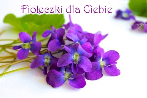 Bukiet świeżych fioletowych fiołków na białym tle z napisem Fiołeczki dla Ciebie