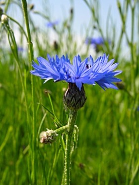 Kartka Chaber: nie mam �mia�o�ci, by wyzna� Ci uczucie