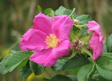 Kartka Dzika R�a: poezja, wiosna, nowa mi�o��