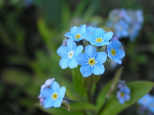 Kartka Niezapominajka: nie zapomnij o mnie