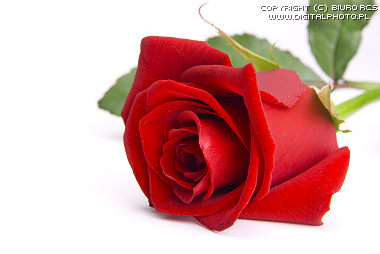 Kartka R�a czerwona: kocham, kocham, kocham