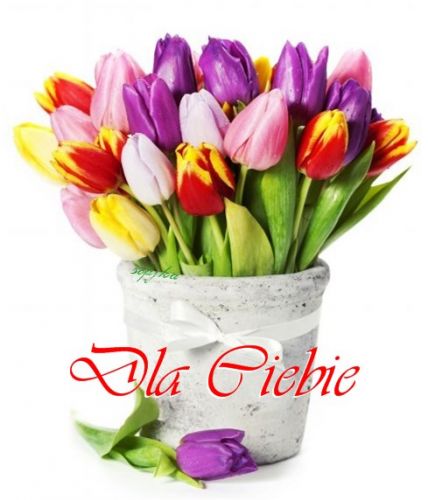 Kolorowy bukiet tulipan�w w szarej doniczce z napisem Dla Ciebie i wst��k�
