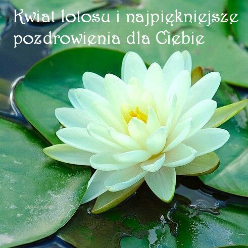 Biały kwiat lotosu na zielonych liściach wodnych z napisem Kwiat lotosu i najpiękniejsze pozdrowienia dla Ciebie