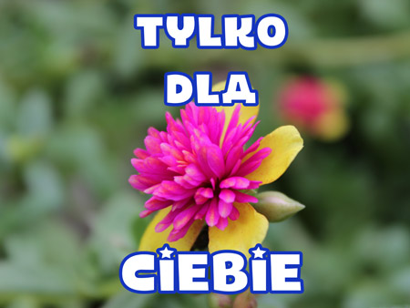 Różowo-żółty kwiat z napisem TYLKO DLA CIEBIE na tle zielonych liści