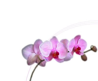 Gałązka różowych kwiatów orchidei z pąkami na białym tle z delikatnymi liniami