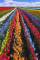 Tulipany dla Ciebie
