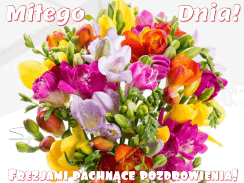 Kolorowy bukiet �wie�ych frezji w odcieniach ��ci, pomara�czu i fioletu z napisami Mi�ego Dnia