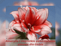 Amarylis 