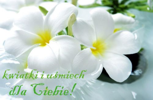 Białe kwiaty plumerii pływające w wodzie z zielonym napisem Kwiatki i uśmiech dla Ciebie