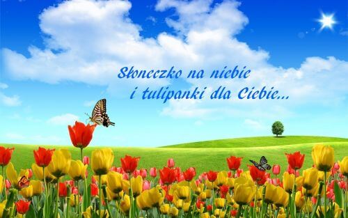 Zielona łąka pełna czerwonych i żółtych tulipanów, motyle, błękitne niebo z chmurami i słońcem