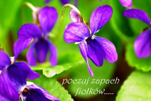 Fioletowe kwiaty fio�k�w na tle zielonych li�ci z napisem poczuj zapach fio�k�w