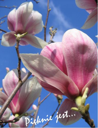 Wiosenne r�owe kwiaty magnolii na ga��zkach na tle b��kitnego nieba i napis Pi�knie jest
